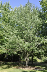 Acer rubrum 'Red Sunset' (Franksred) — photo 3